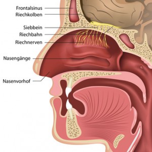 Querschnitt Riechnerven